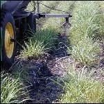 thumbnail for publication: Best Management Practices in the Everglades Agricultural Area: Fertilizer Application Control